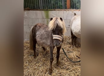 Ponis Shetland Mestizo, Caballo castrado, 4 años, 92 cm