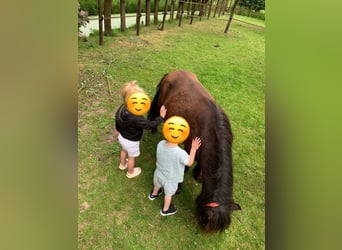 Ponis Shetland, Caballo castrado, 4 años, 95 cm, Castaño