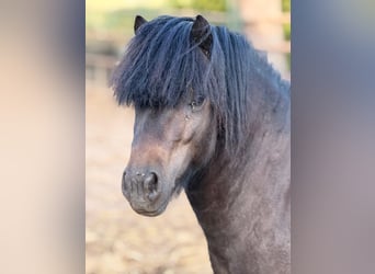 Ponis Shetland, Caballo castrado, 4 años, 95 cm, Negro
