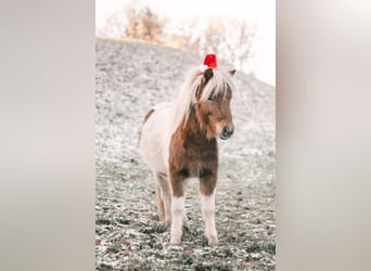 Ponis Shetland, Caballo castrado, 4 años, 95 cm, Pío