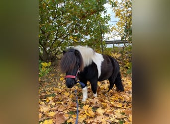 Ponis Shetland, Caballo castrado, 4 años, 98 cm