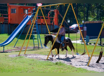 Ponis Shetland, Caballo castrado, 4 años, Pío