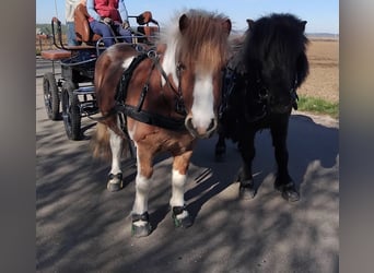 Ponis Shetland, Caballo castrado, 5 años, 104 cm, Pío