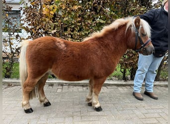 Ponis Shetland, Caballo castrado, 5 años, 105 cm, Alazán