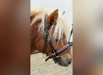 Ponis Shetland, Caballo castrado, 5 años, 105 cm, Alazán