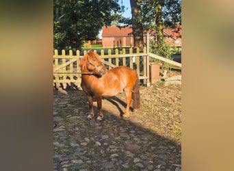 Ponis Shetland, Caballo castrado, 5 años, 110 cm, Alazán