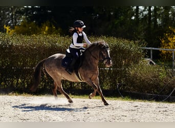 Ponis Shetland, Caballo castrado, 5 años, 118 cm, Atigrado/Moteado