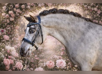 Ponis Shetland, Caballo castrado, 5 años, 118 cm, Atigrado/Moteado
