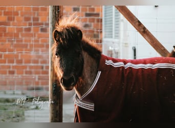 Ponis Shetland, Caballo castrado, 5 años, 83 cm, Morcillo