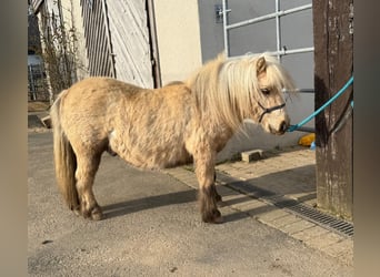 Ponis Shetland, Caballo castrado, 5 años, 86 cm, Palomino
