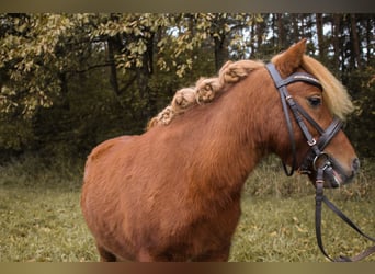 Ponis Shetland Mestizo, Caballo castrado, 5 años, 90 cm