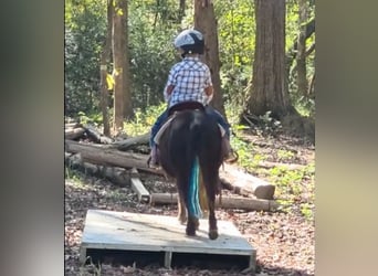 Ponis Shetland Mestizo, Caballo castrado, 5 años, 91 cm, Negro