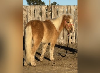 Ponis Shetland, Caballo castrado, 5 años, 94 cm, Palomino