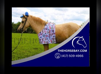 Ponis Shetland, Caballo castrado, 5 años, 94 cm, Palomino