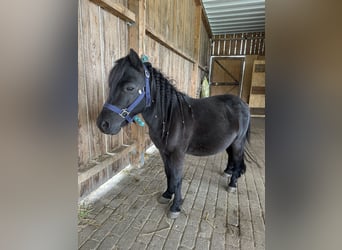 Ponis Shetland, Caballo castrado, 5 años, 95 cm, Negro