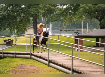 Ponis Shetland, Caballo castrado, 5 años, 97 cm, Pío