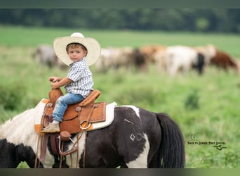 Ponis Shetland, Caballo castrado, 5 años, 97 cm, Pío