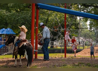Ponis Shetland, Caballo castrado, 5 años, 97 cm, Pío