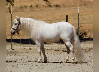 Ponis Shetland, Caballo castrado, 5 años, White/Blanco