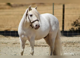 Ponis Shetland, Caballo castrado, 5 años, White/Blanco