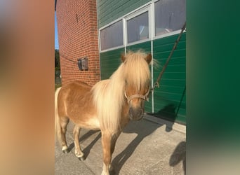 Ponis Shetland, Caballo castrado, 6 años, 100 cm, Alazán