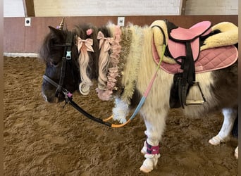 Ponis Shetland, Caballo castrado, 6 años, 104 cm, Pío