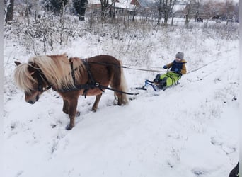 Ponis Shetland, Caballo castrado, 6 años, 105 cm, Alazán