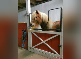 Ponis Shetland, Caballo castrado, 6 años, 105 cm, Alazán