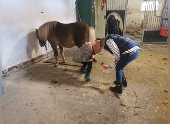 Ponis Shetland, Caballo castrado, 6 años, 105 cm, Alazán