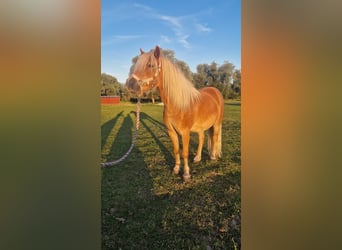 Ponis Shetland, Caballo castrado, 6 años, 105 cm, Alazán