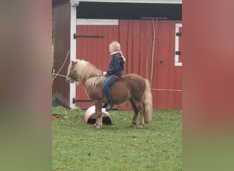 Ponis Shetland, Caballo castrado, 6 años, 105 cm, Alazán