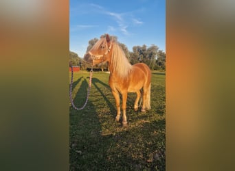 Ponis Shetland, Caballo castrado, 6 años, 105 cm, Alazán