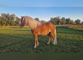 Ponis Shetland, Caballo castrado, 6 años, 105 cm, Alazán