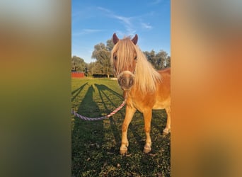 Ponis Shetland, Caballo castrado, 6 años, 105 cm, Alazán