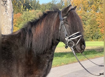 Ponis Shetland Mestizo, Caballo castrado, 6 años, 119 cm, Negro