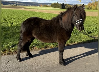 Ponis Shetland Mestizo, Caballo castrado, 6 años, 119 cm, Negro