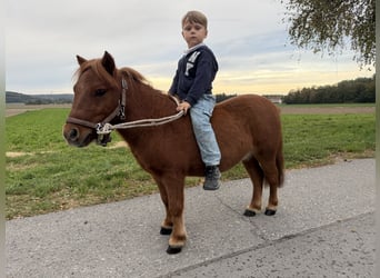 Ponis Shetland, Caballo castrado, 6 años, 80 cm, Alazán