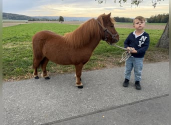 Ponis Shetland, Caballo castrado, 6 años, 80 cm, Alazán