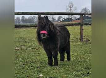 Ponis Shetland, Caballo castrado, 6 años, 85 cm, Negro