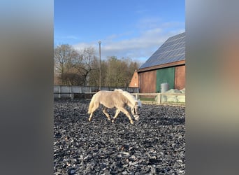Ponis Shetland, Caballo castrado, 6 años, 90 cm