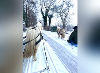 Ponis Shetland, Caballo castrado, 6 años, 95 cm, Palomino
