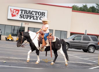 Ponis Shetland, Caballo castrado, 6 años, 97 cm