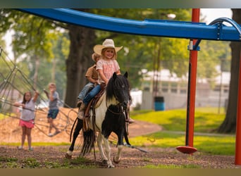 Ponis Shetland, Caballo castrado, 6 años, 97 cm