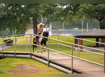 Ponis Shetland, Caballo castrado, 6 años, 97 cm