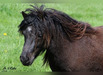 Ponis Shetland, Caballo castrado, 6 años, 99 cm, Negro