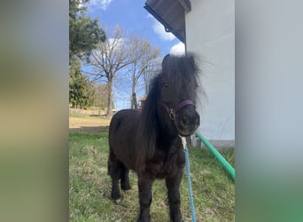 Ponis Shetland, Caballo castrado, 7 años, 100 cm, Negro