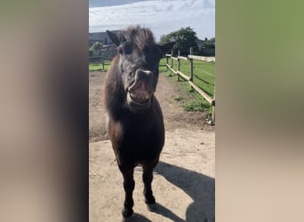 Ponis Shetland, Caballo castrado, 7 años, 105 cm, Morcillo