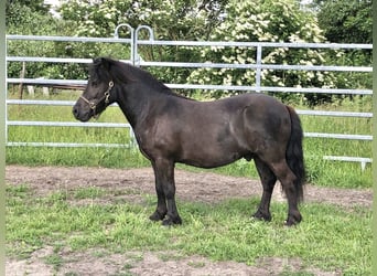 Ponis Shetland, Caballo castrado, 7 años, 105 cm, Morcillo