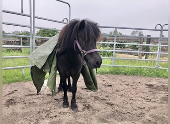 Ponis Shetland, Caballo castrado, 7 años, 105 cm, Morcillo