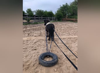 Ponis Shetland, Caballo castrado, 7 años, 105 cm, Morcillo